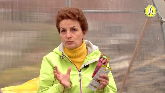 Сеем Семена Астры. Тонкости Ранних Посевов смотреть онлайн