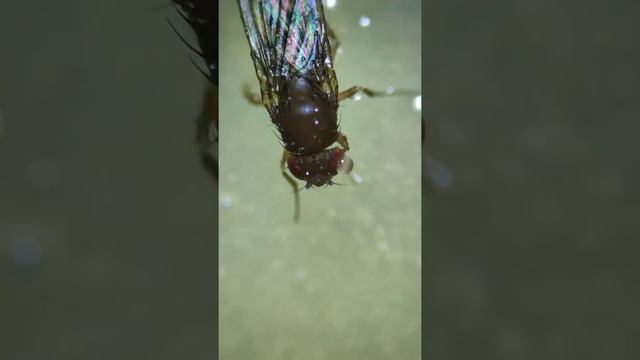 Астральная проекция