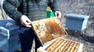 финал зимовки пчёл в ульях ппу на воле с сетчатым дном