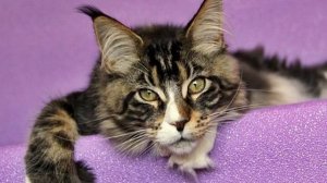 Метис мейн-куна — смесь с обычной кошкой