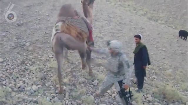 Американский солдат против верблюда смотреть онлайн