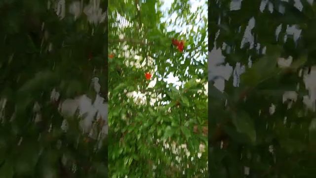 Гранатовое дерево оказывается! ? смотреть онлайн