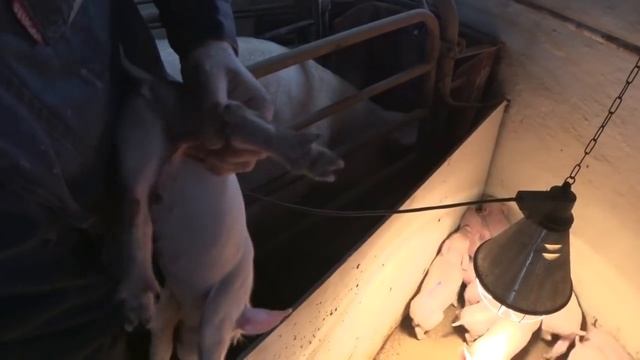 Поросятко. Від народження до відлучення.