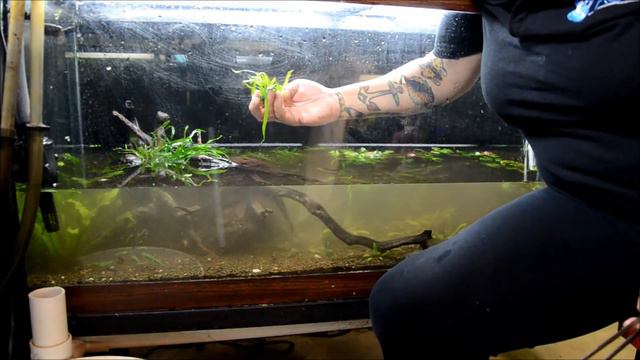 75g Dwarf Cichlid Tank- REBOOT/Rescape for better breeding behavior смотреть онлайн
