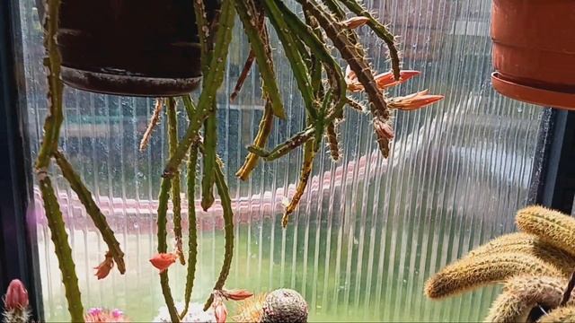 Жара,а кактусы цветут.Лобивии,маммилярии,эхинопсисы гибридные,ребуции. смотреть онлайн