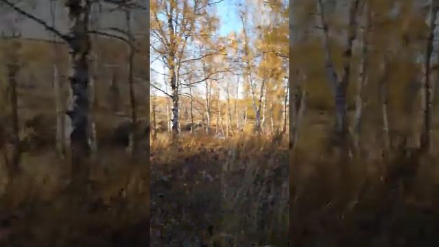 Садим в зиму картошку!!! смотреть онлайн