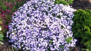 Шиловидные флоксы . Размножение посадка уход.