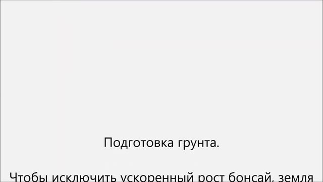 Как вырастить бонсай смотреть онлайн