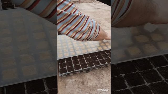 Сеем Махитос. Закрытый грунт смотреть онлайн