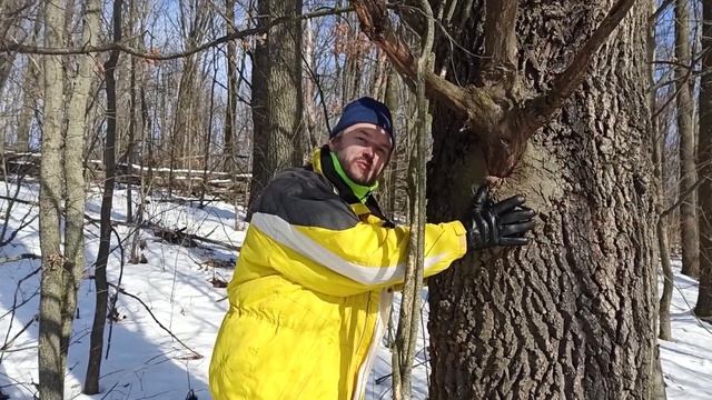 Как заряжаться энергией от деревьев зимой смотреть онлайн