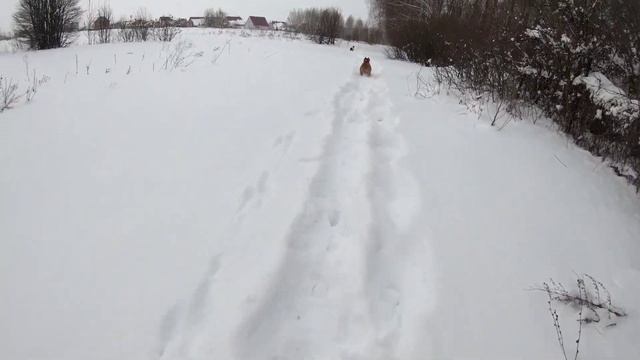 Стаффордширский терьер, начинаем подготовку Луны к выставкам смотреть онлайн