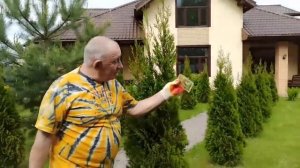 Чтобы туи не болели. Кислый торф,хвойный грунт,эпин и оксихом !