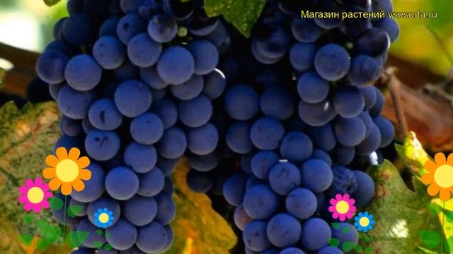 Виноград культурный Альфа. Краткий обзор, описание характеристик Vitis Vinifera Alfa