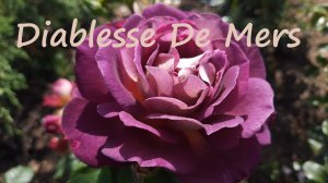 Роза Дьяблес де Мэр (Diablesse De Mers). Северо-Западный регион.