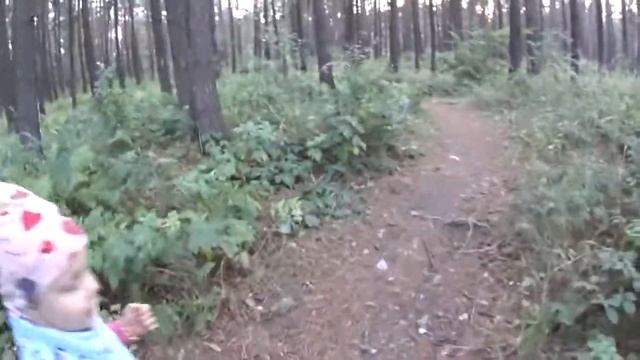 ВЛОГ: Заблудисиь в лесу. Видели волка. Нашли много грибов. смотреть онлайн