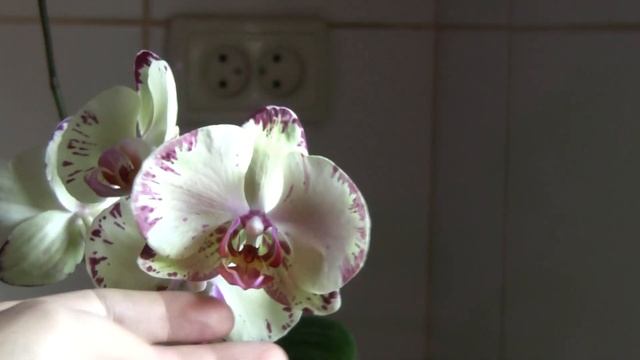 Летнее цветение орхидей Phal. Sogo Red Star, Phal. Shining Queen и Phal. Miki Crown смотреть онлайн