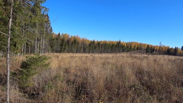 С РУССКОЙ ГОНЧЕЙ искали ЗАЙЦА.сезон охоты 2021-2022. смотреть онлайн