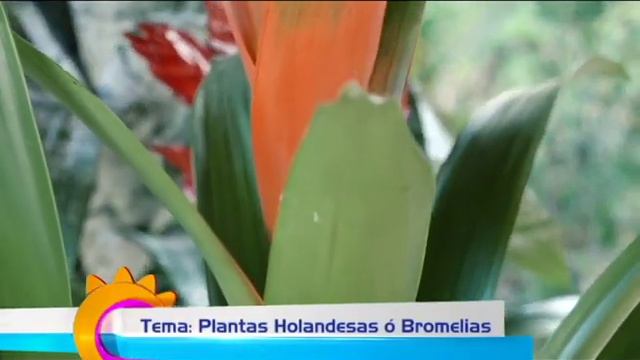 Plantas Holandesas -08 noviembre смотреть онлайн
