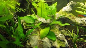 Анубиас, аквариумное растение, параметры воды, освещение, уход за аквариумными растениями