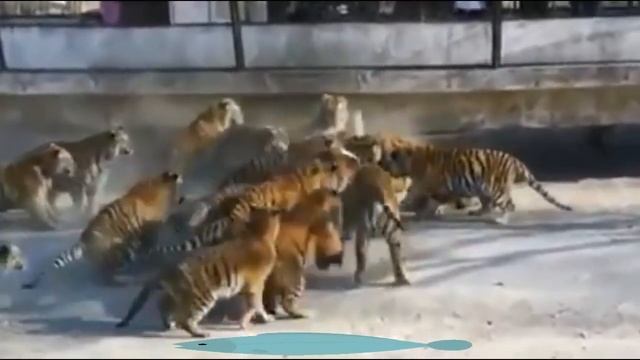 Кормление тигров в зоопарке Китая смотреть онлайн