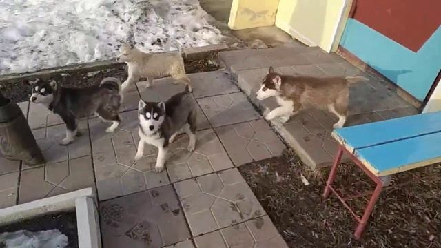 Щенки Хаски март 2019
