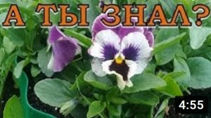 ВИОЛА: все тонкости посева???