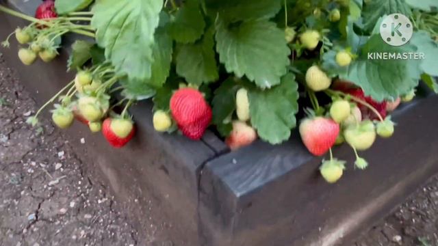 Клубника Сенсация!!❤️❤️❤️ смотреть онлайн