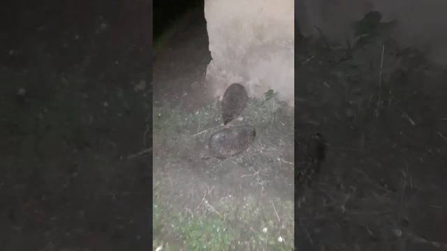 Брачный период ежей. смотреть онлайн