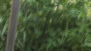 Солнечный вегетарий (теплица) своими руками (Часть 3)