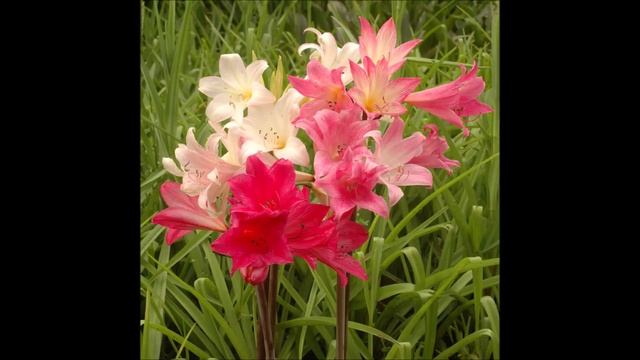Amaryllis Belladonna