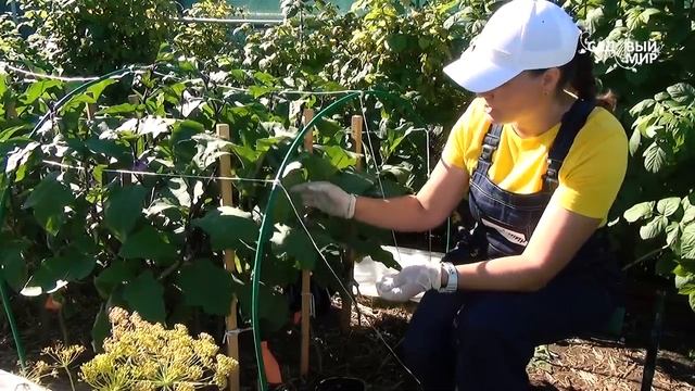 Не жалейте баклажаны! Пасынкуйте! Урожай гарантирован . смотреть онлайн