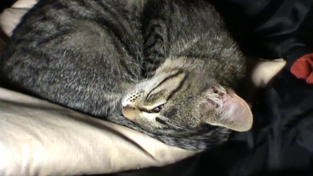 Маленькая кошечка 8-10-16