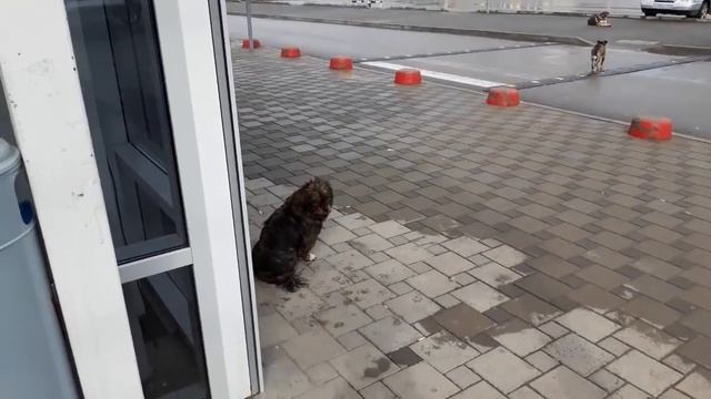 Избавляемся от запаха в доме \ Жизнь в деревне смотреть онлайн