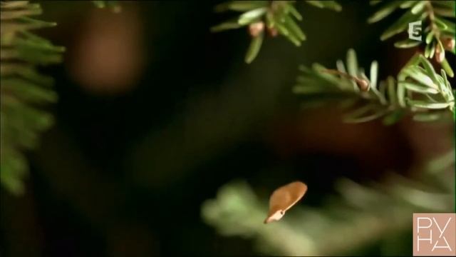 Накшатры. 15 Свати. смотреть онлайн