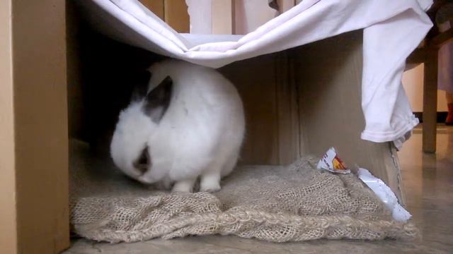 41*кролик умывается.Coniglio si sta lavando.Rabbit.Lapin смотреть онлайн