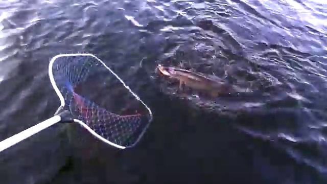 Ловля щуки зимой на силиконовые приманки по открытой воде смотреть онлайн