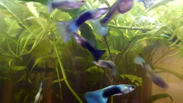 гуппи неон синий смотреть онлайн