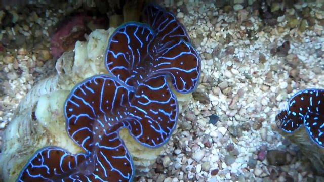 28.05.2010 Tridacna maxima + derasa.MP4 смотреть онлайн