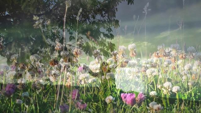 Học cách Yêu Thương - Cố Thiền Sư Thích Nhất Hạnh | Nghệ thuật tạo ra hạnh phúc смотреть онлайн