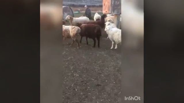 Ярочки 5-6 месяцев!гибриды Гиссар-эдельбай! Среди них которые поменьше это двойняшки! смотреть онлайн