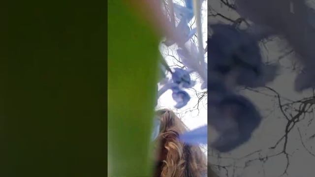 Пока вы смотрите нас цветы, цветы смотрят на вас )) Пролески Аптекарский сад огород смотреть онлайн