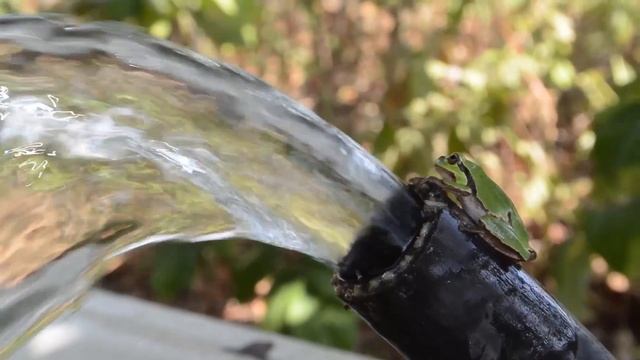 Лягушка Квакушка смотреть онлайн