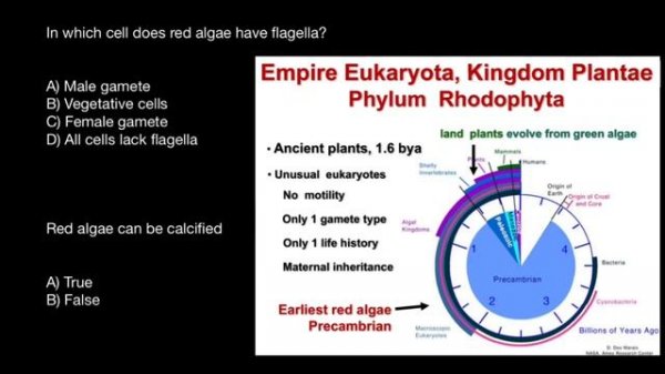 Rhodophyta, Red Algae - quiz questions