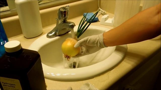 Growing Yellow Onion From Bulbs, Days 73-78