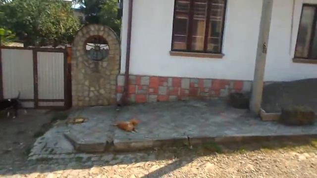 К нам забрела бойцовская собака!!! смотреть онлайн