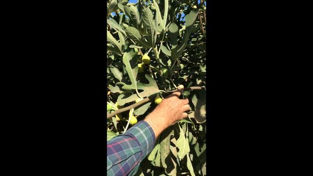 Welcome to the Fig Orchard: Introducing the Tena Fig — California Golden Figs смотреть онлайн