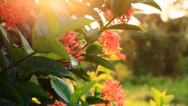 Nam Myoho Renge Kyo Mantra Chant - Release Suffering and Awaken смотреть онлайн