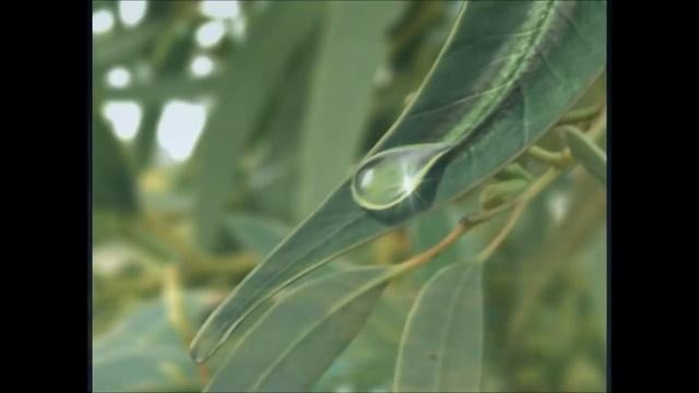 капли дождя.wmv смотреть онлайн