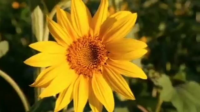 Dwarf Sunflower|Helianthus Annuus|sunflower Yellow