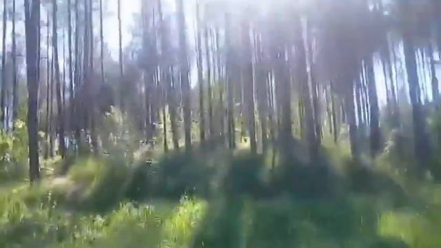 BLOG: 05.06.2019 Заблудились в лесу?! Что делать? смотреть онлайн